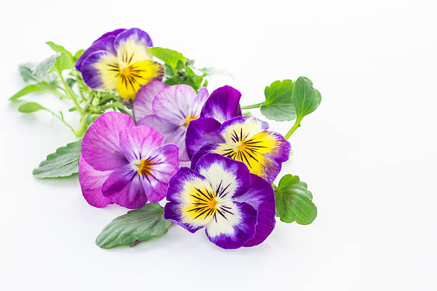 istock beautiful pansy flowers isolated on white background 538239611