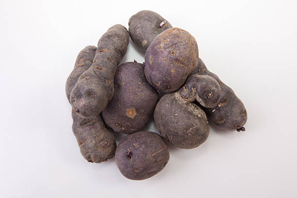 istock Handfull of Vitelotte potatoes 538239979