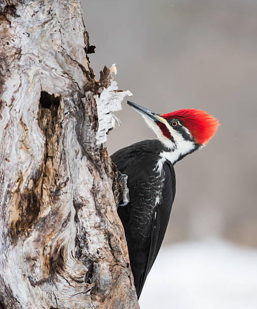 istock Male Pileated Woodpecker in Winter 538240009