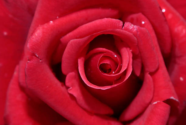 istock flowers roses tulips 538240127