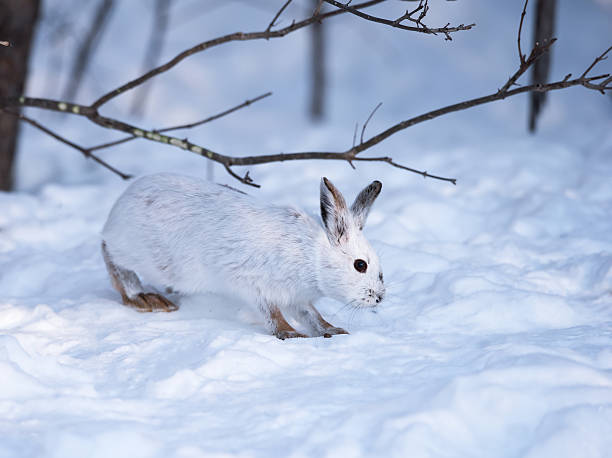istock White Snowshoe Hare on snow 538240523