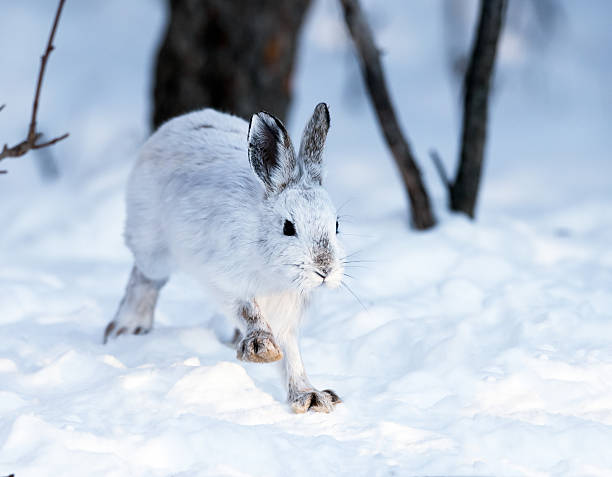 istock White Snowshoe Hare on snow 538240527