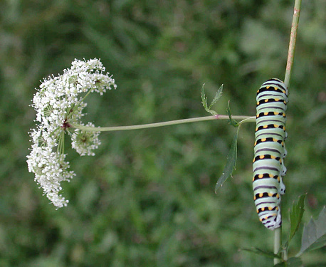 A full-sized black swallowtail caterpillar on the stem of a water hemlock showing the inflorescence.