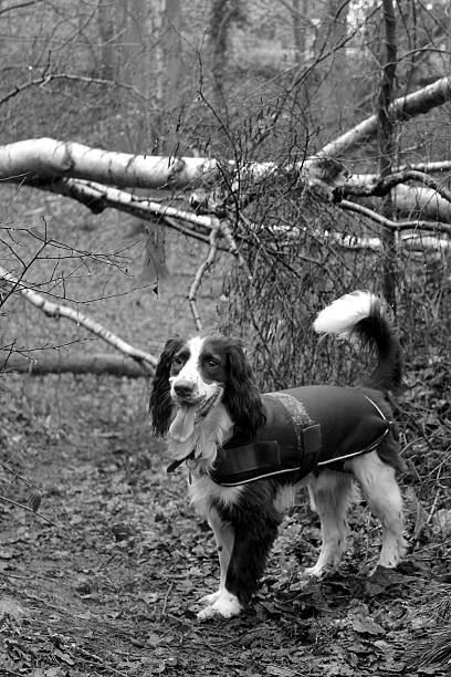 istock Manny in Reffley Woods 538241619