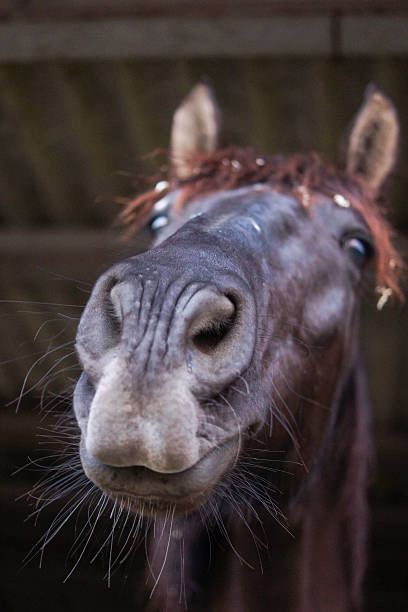istock Horse Portrait, Spanish Horse 538241813