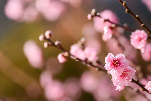 UME Japanese plum-blossom , beautiful pink flower
