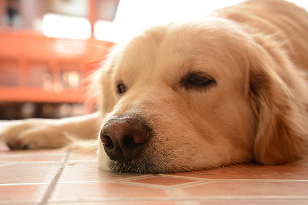 istock Sleepy Face Golden Retriever Dog 538259223