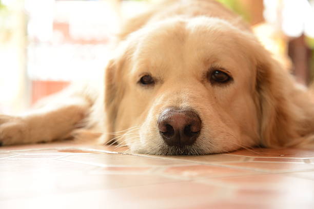istock Sleepy Face Golden Retriever Dog 538259233