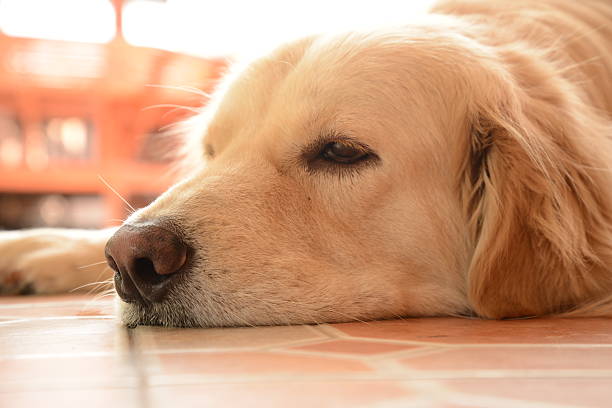 istock Sleepy Face Golden Retriever Dog 538259245