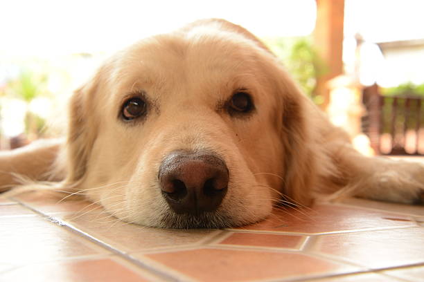 istock Sleepy Face Golden Retriever Dog 538259255