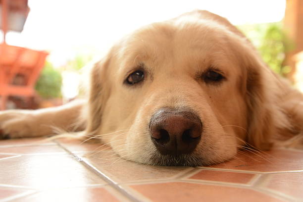 istock Sleepy Face Golden Retriever Dog 538259261