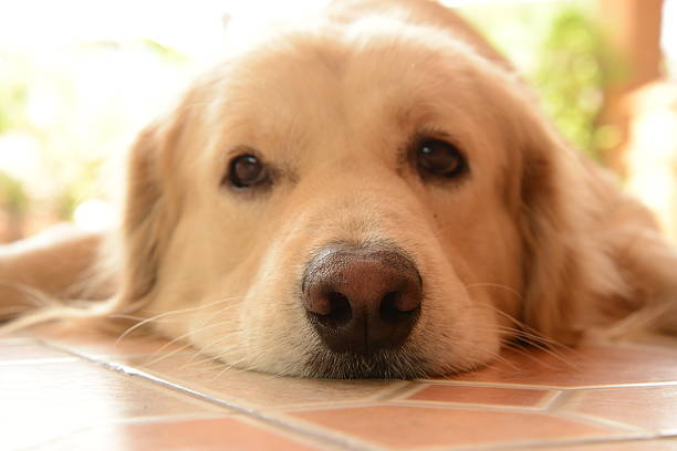 istock Sleepy Face Golden Retriever Dog 538259267