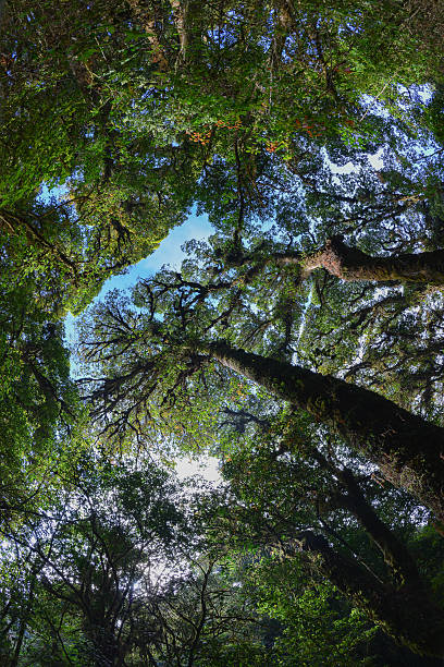 istock crown of upper mountain forest 538260519