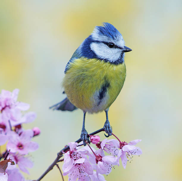 istock Blue tit on purple leaf-plum twig 538260717
