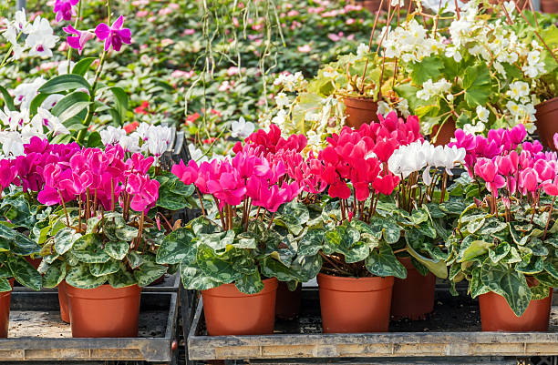 istock Colorful cyclamen flowers 538260835