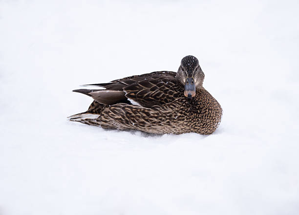 istock Mallard Duck Female in winter 538261213