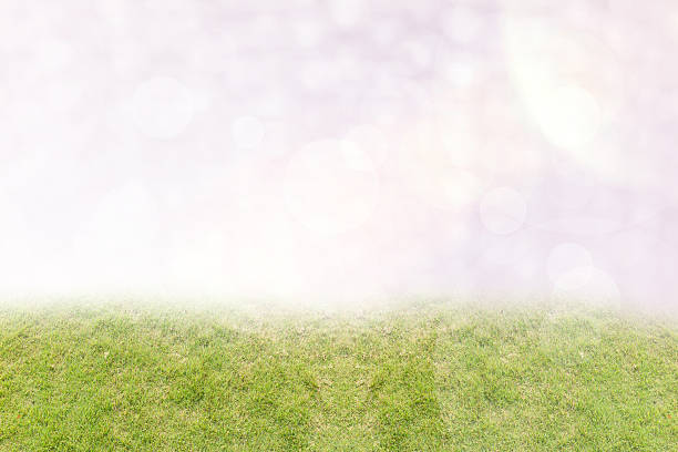 istock grass field and colorful background 538261269