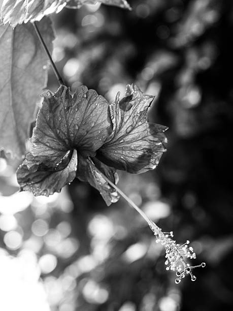 istock Black and White Hibiscus with Droplets 538261947