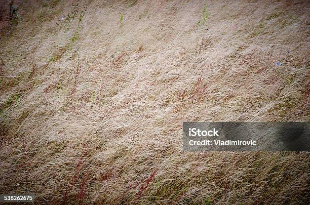 Dry Brown Grass Background In Meadow Stock Photo - Download Image Now - 2015, Abstract, Agriculture