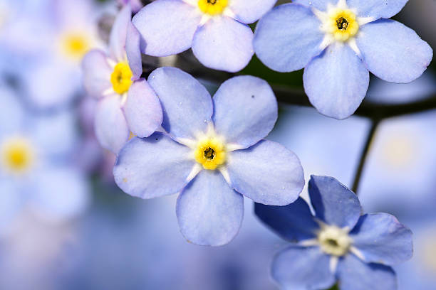 Forget-me-not flowers Blue colored Forget-me-not flowers,Eifel,GErmany. myosotis sylvatica stock pictures, royalty-free photos & images