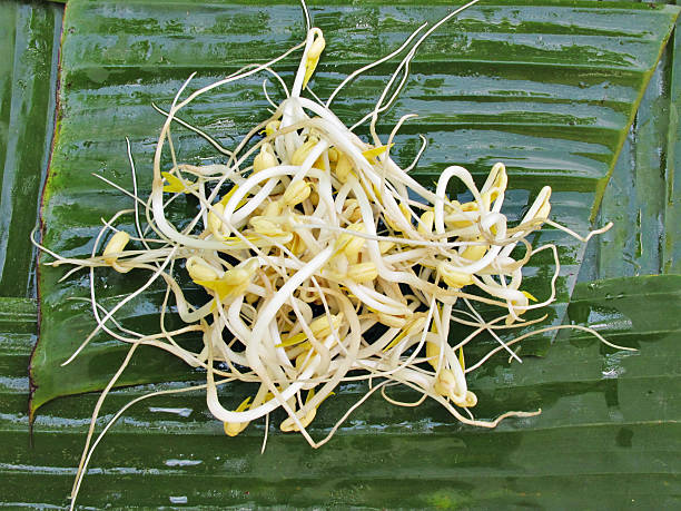 Bean sprouts on the leave