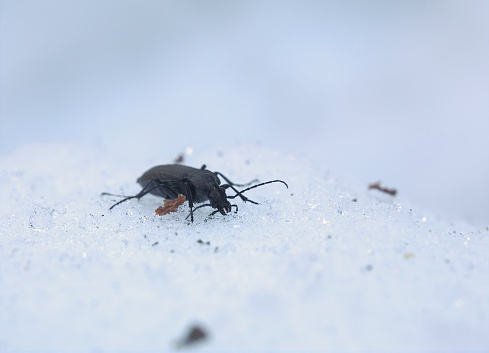 Carabus granulatus beetle in the snow.