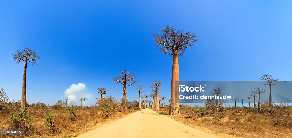Avenue Panorama - Photo de Baobab libre de droits