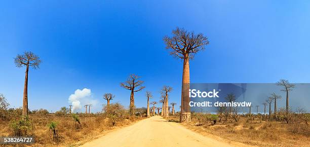 Photo libre de droit de Avenue Panorama banque d'images et plus d'images libres de droit de Baobab - Baobab, Madagascar, 2015