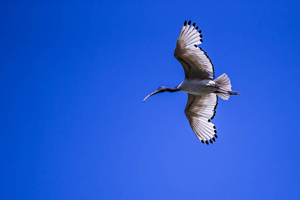 istock African Sacred Ibis (Threskiornis aethiopicus) In Flight 538275431