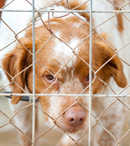 istock Dog in the shelter jail. 538275809