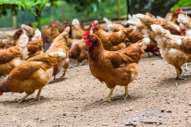 Photo of Happy hens