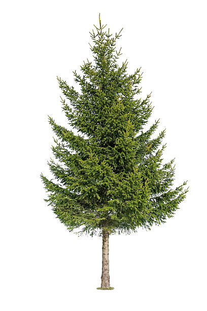 Tree isolated on white Close up of coniferous tree isolated on white background coniferous tree stock pictures, royalty-free photos & images
