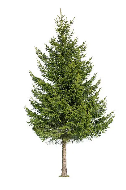 Close up of coniferous tree isolated on white background
