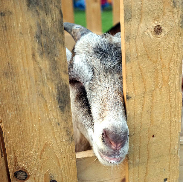 istock Young goat stay in a wood stable 538278923