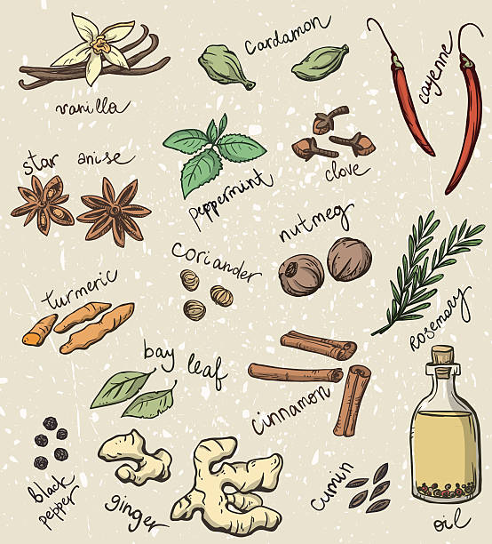 stockillustraties, clipart, cartoons en iconen met set of spices and herbs vector illustration - specerij illustraties