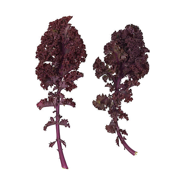 istock Two cavalo nero leaves on a white background. 538280723