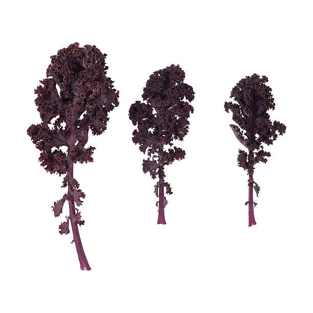istock Three cavalo nero leaves on a white background. 538280729