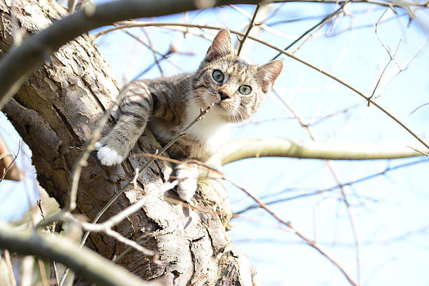 cat trying to hunt birds in a apple tree stock photo