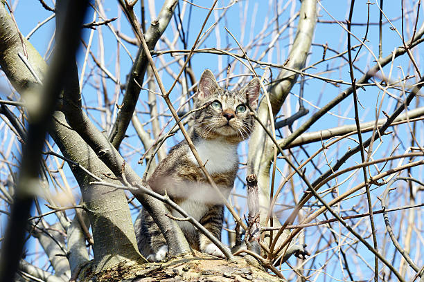 istock cat trying to hunt birds in a apple tree 538281015