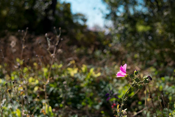 istock Pink Wildflower Among the Weeds 538300515