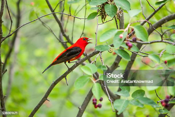 Tanager Stock Photo - Download Image Now - 2015, Animal, Animal Migration