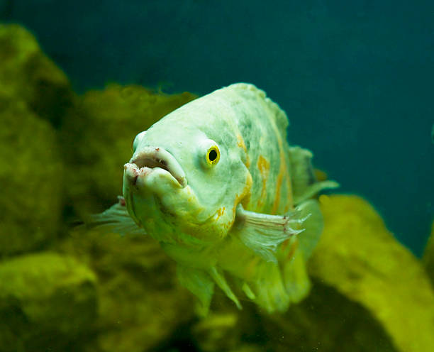 istock Tropical fish Astronotus ocellatus 538304111