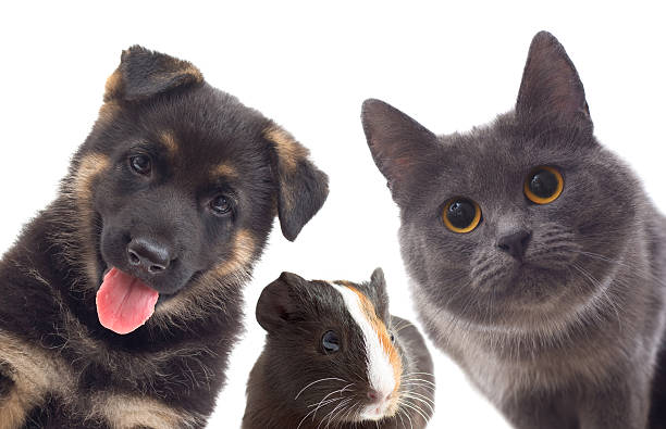 istock Puppy and kitten and guinea pig 538304487