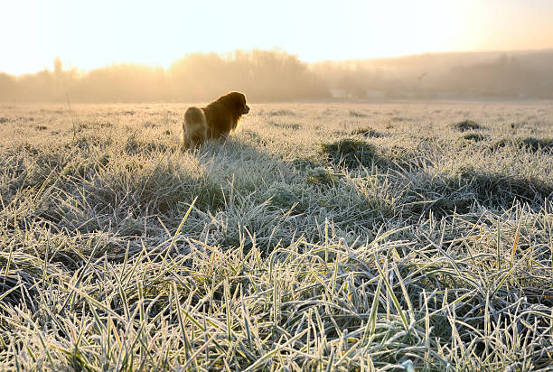 istock dog in grass covered with frost 538305093