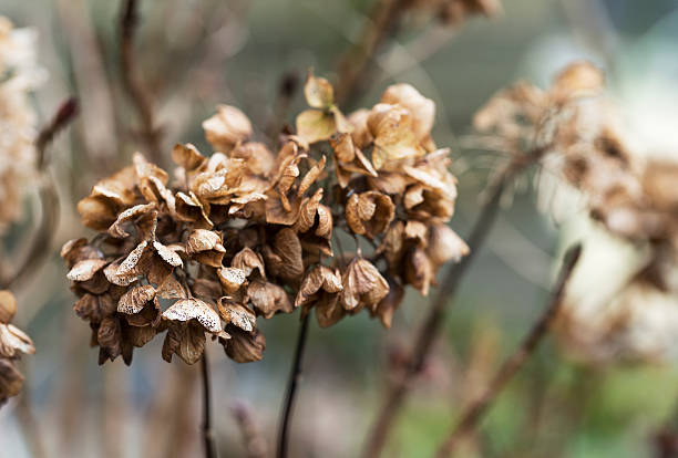 istock dead flowers of the hydrangea 538305153