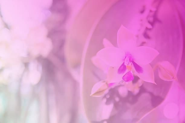 istock Beautiful Thai orchid flower background 538305333
