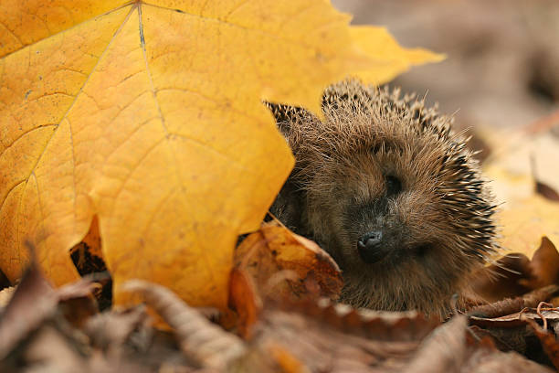 istock hedgehog autumn leaves forest 538305853