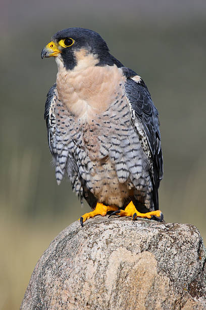 istock Peregrine falcon sitting on a rock 538306451