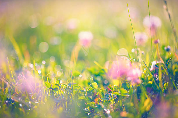 istock Cleaver grass [Trifolium pratense]l on a meadow 538306505