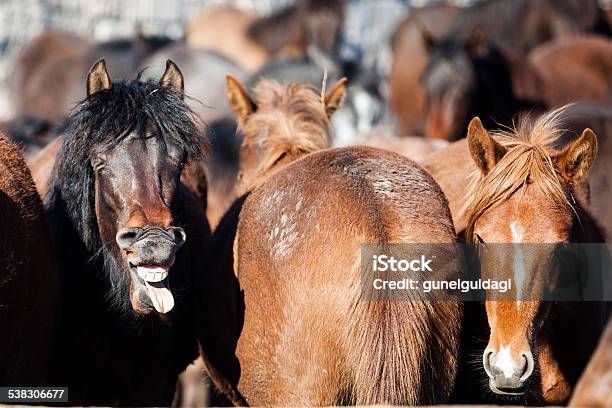 Horse Headshot Stock Photo - Download Image Now - 2015, Alertness, Animal